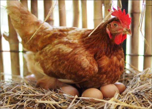 母鸡为什么几乎每天都能够下蛋？真的能够支撑吗？（动物科普）