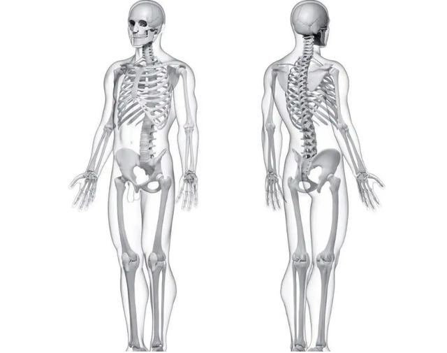 人类的骨骼从何而来？为什么我们比欧美人少两块？（骨骼构造）