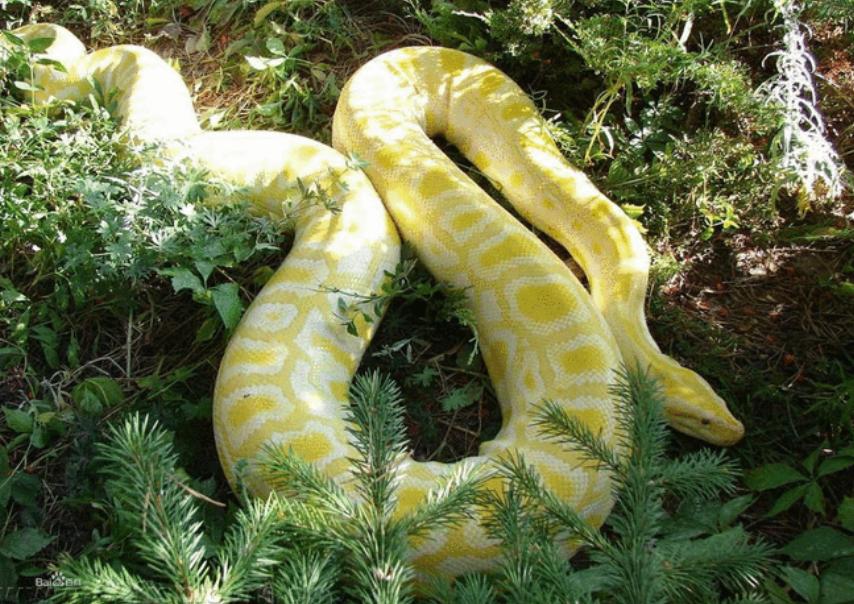 蟒蛇体型为什么长那么大？一顿吃那么多一天之内能消化完吗？