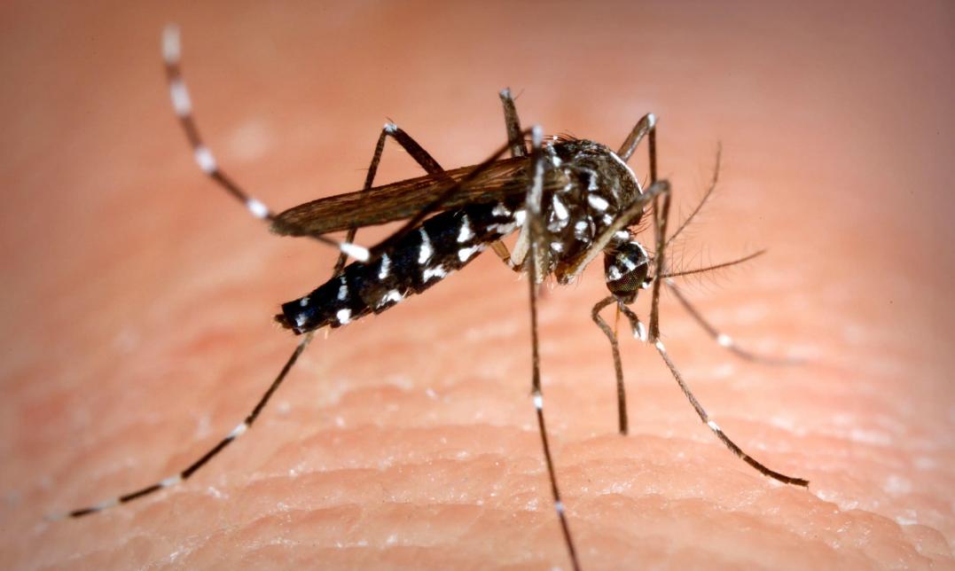 毒花蚊子重来中国，它究竟从哪来？为什么会令人闻风丧胆？