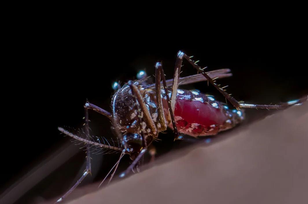 毒花蚊子重来中国，它究竟从哪来？为什么会令人闻风丧胆？
