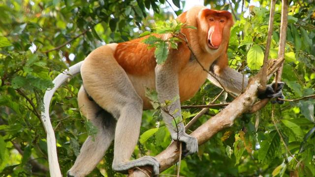 婆罗洲的神秘猴子，杂交居然还能生育（物种繁殖）
