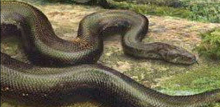 美国曾经捕获一条巨型缅甸蟒，据说世界上还有比它更大的蛇