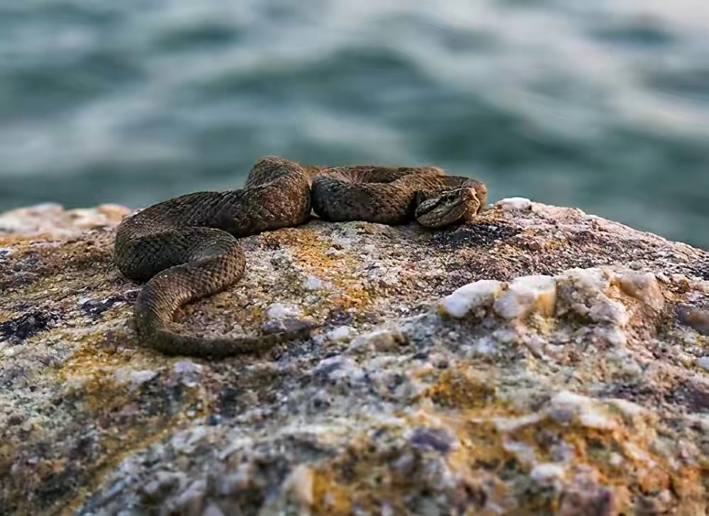 蜜獾能否制服大连蛇岛的毒蛇，2万只毒蛇是不是蜜獾的对手