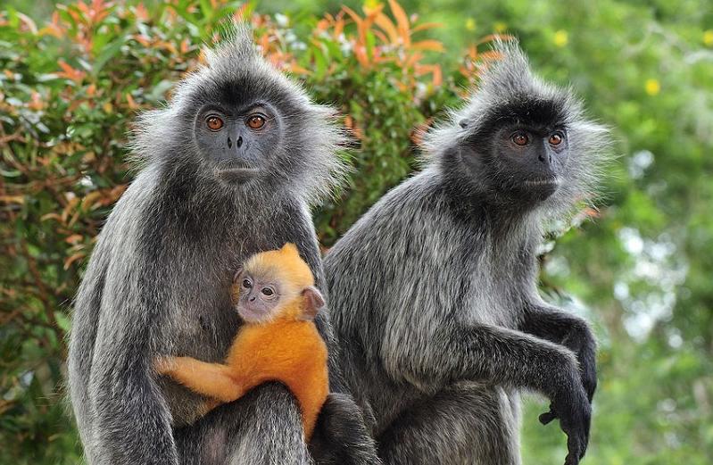 婆罗洲发现杂交神秘猴子，不同物种的猴子，让科学家很担忧