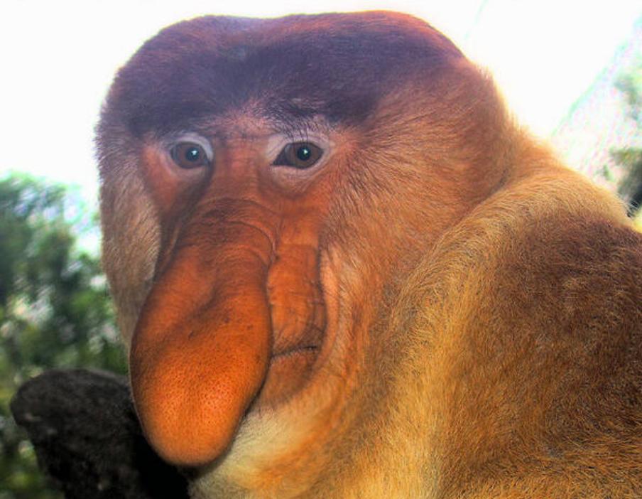婆罗洲发现杂交神秘猴子，不同物种的猴子，让科学家很担忧
