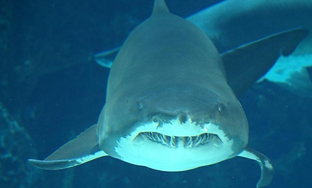 鲨鱼上位进化史，被打压4亿年，等来巨齿鲨却遇到冰川期