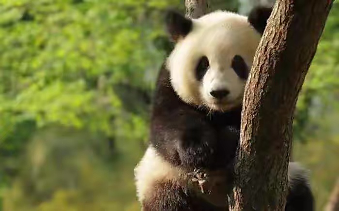 野生大熊猫通过迁徙的方式到达邻国，是不是就不是中国独有物种