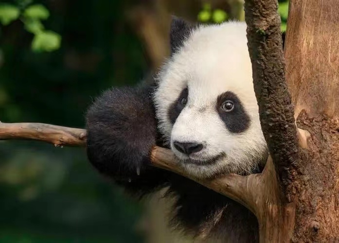 野生大熊猫通过迁徙的方式到达邻国，是不是就不是中国独有物种