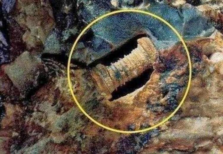 镶嵌在石块中3亿年前的“螺丝”，难道是外星制造？（生物化石）