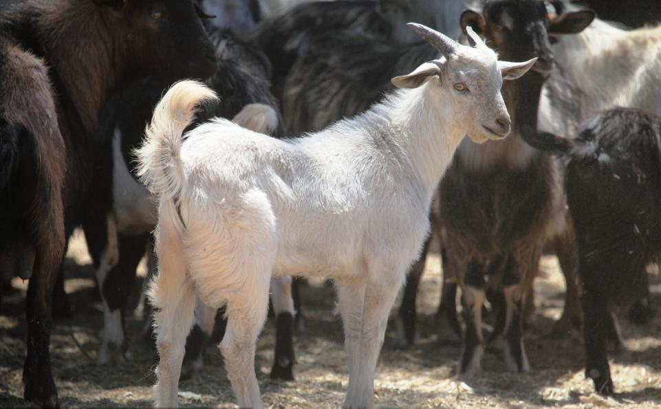 澳大利亚物种泛滥，持续性“人羊大战”，羊难道不好吃？