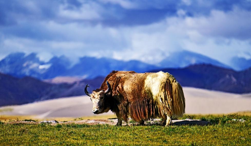 青藏高原冰川中的“黄金神兽”，全球不足300头，极其罕见