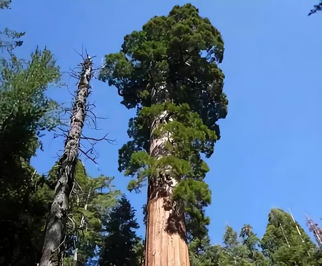 世界上最大的树木是什么？比一幢房子都高！