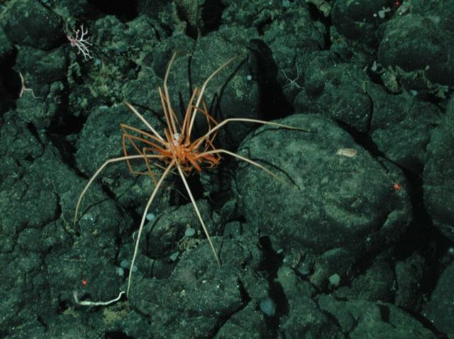 什么是海蜘蛛？和陆地上的蜘蛛有什么区别？（微小的海底生物）