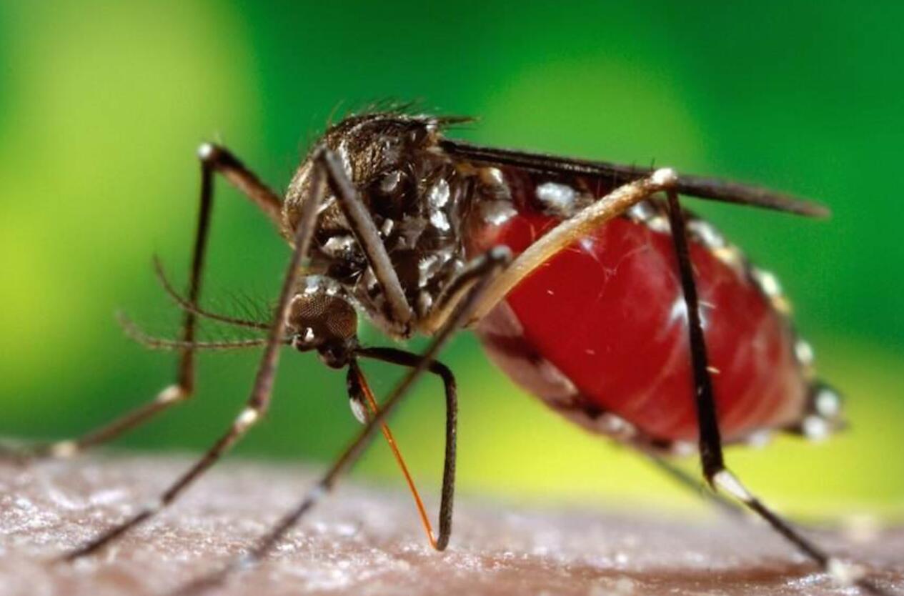 蚊子是否可以灭绝，会对生态链造成什么影响（动物食物短缺）