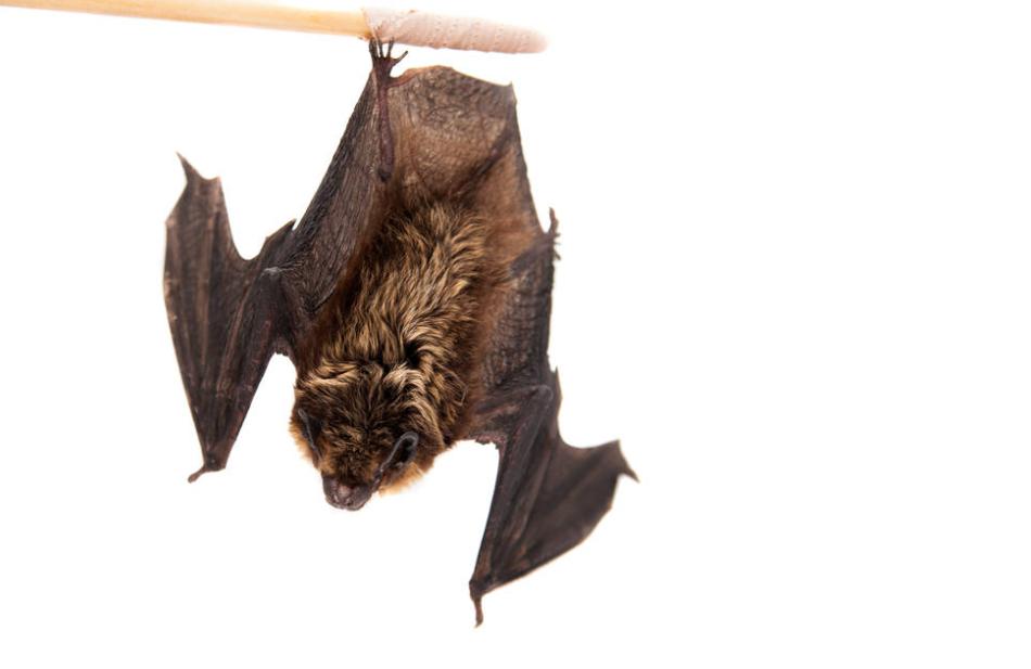 人类如果消灭全部的蝙蝠，会造成怎样的毁灭性后果？（危及地球）