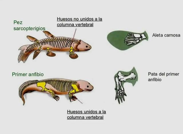 人类是从鱼进化来的？鱼是怎么进化成人类的？（化石为证）