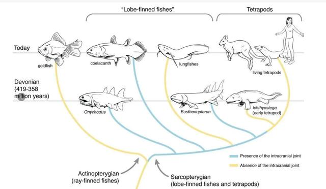 人类是从鱼进化来的？鱼是怎么进化成人类的？（化石为证）
