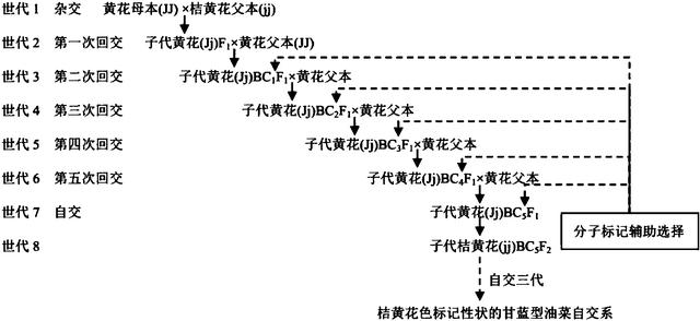 近亲繁殖有什么危害？（使得基因出现混乱）