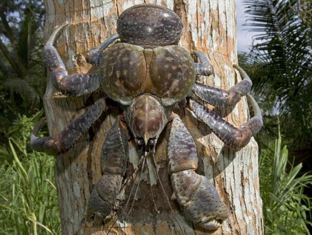 能剥椰子会爬树，世界最大陆生蟹，如今餐桌上挣扎 （濒危物种）