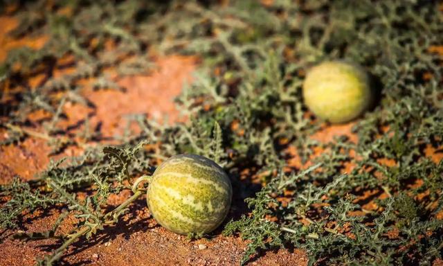 沙漠里长出的西瓜，当地人都劝你不要吃（毒西瓜）