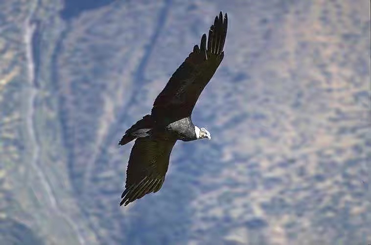 安第斯神鹰扇一下翅膀能飞172公里，它是一种表里不一的鸟类
