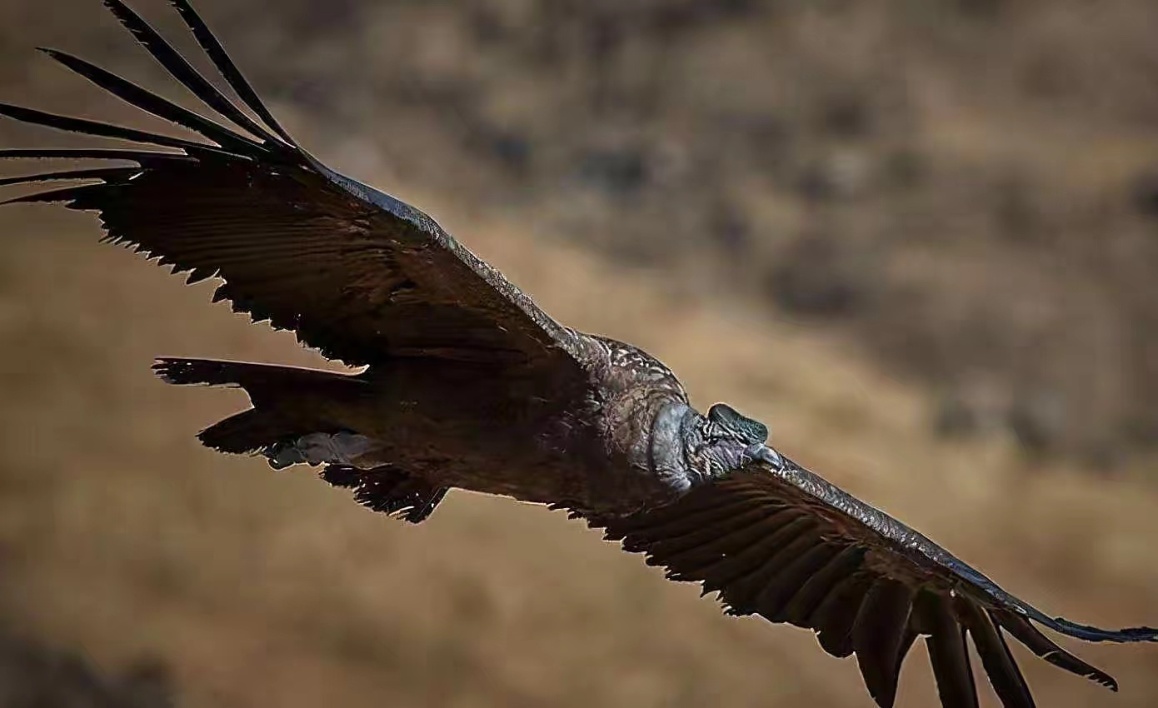 安第斯神鹰扇一下翅膀能飞172公里，它是一种表里不一的鸟类