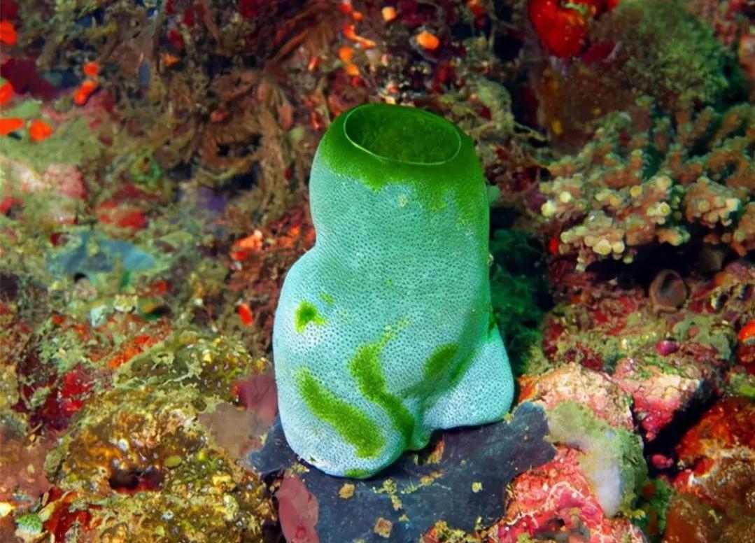 被端上餐桌的一种生物为了生存从动物变成植物宁愿吃掉自己的脑子