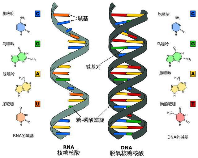 什么是DNA？有什么作用吗？（人类的标记符号）