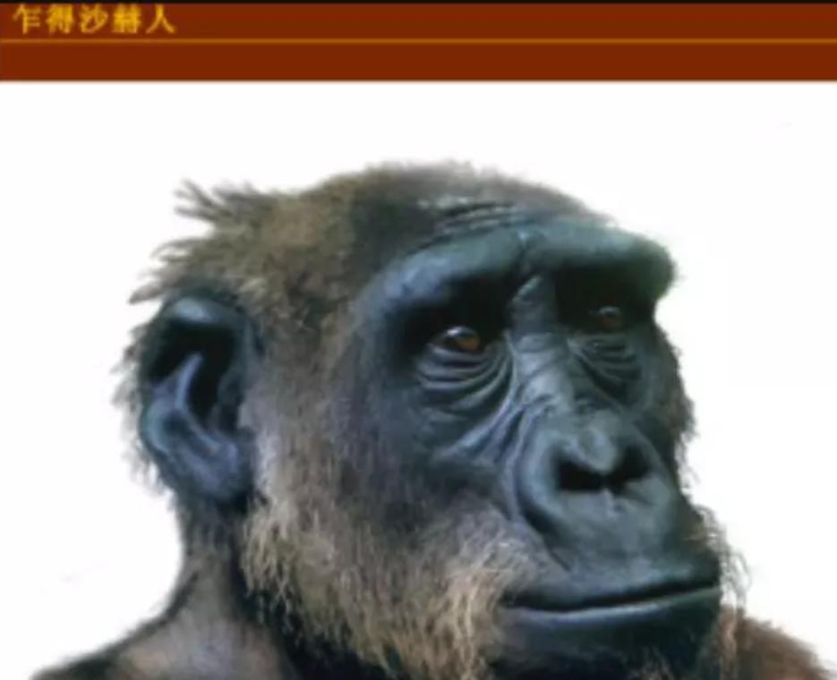 从小和婴儿一起长大的黑猩猩认为自己是人类，后来又发生了什么？