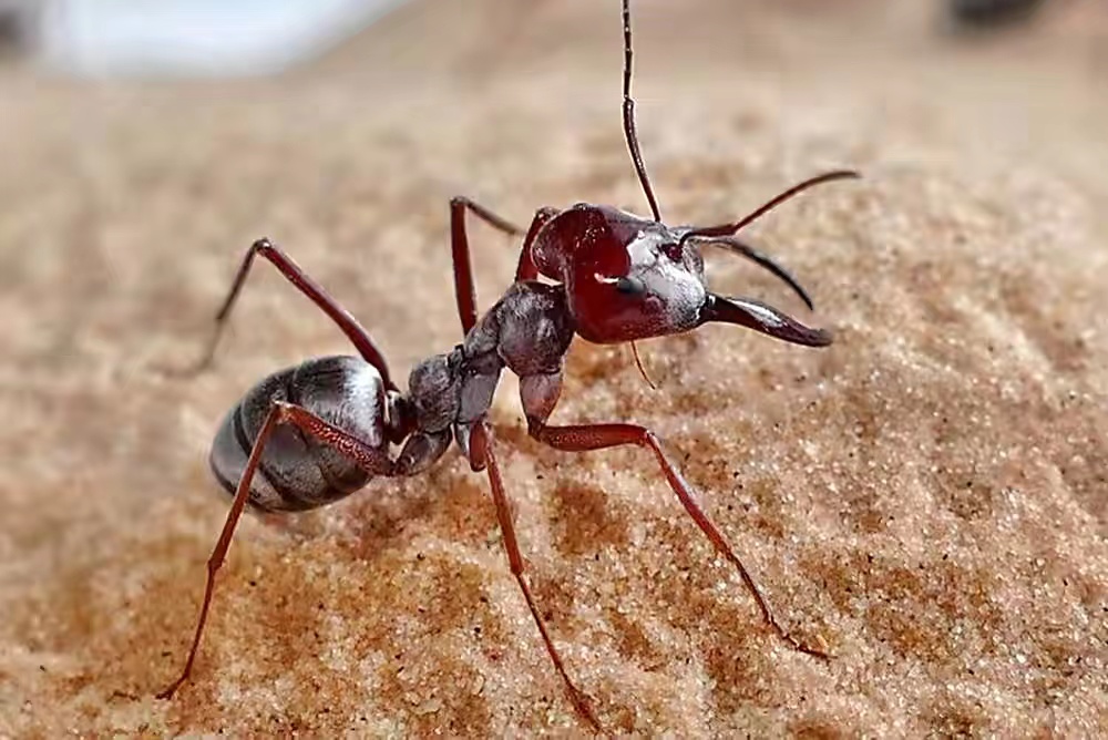 地狱蚂蚁被发现时仍在咬食食物，科学家发现距今已9900万年