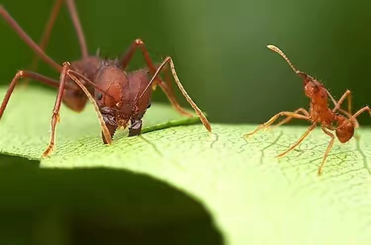 地狱蚂蚁被发现时仍在咬食食物，科学家发现距今已9900万年