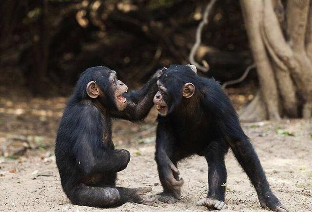 黑猩猩和人类都有聪明基因？在大脑里发现了什么？
