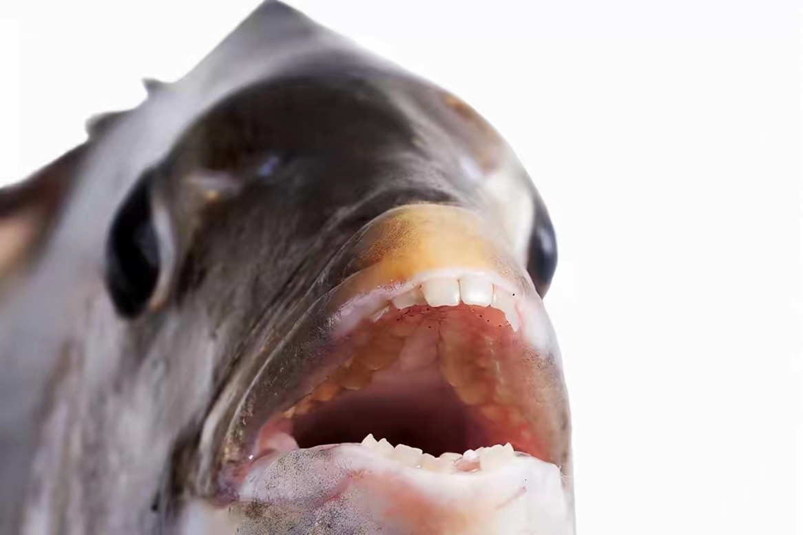 马来西亚发现了一种长着人牙的鱼，看起来是一种外星生物