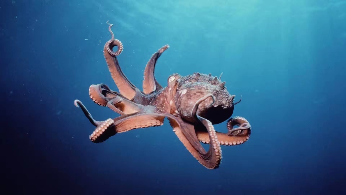 章鱼并非是地球的物种，科学家怀疑有可能来自外星
