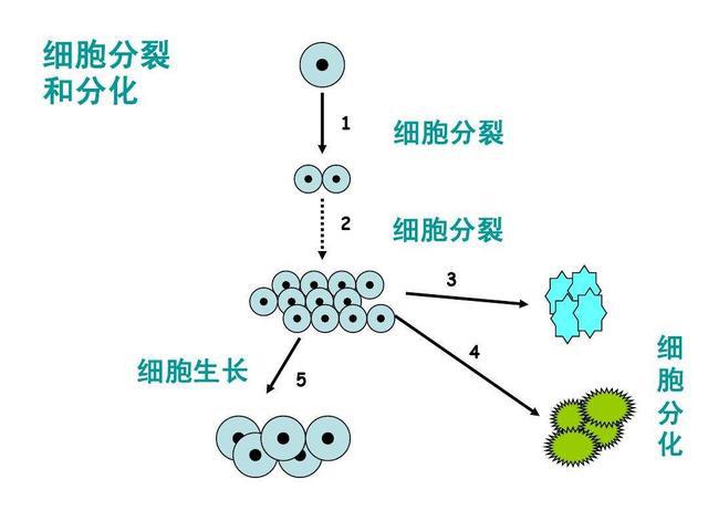 长生不老的秘密，人类能长生不老吗？（长寿秘密发现）