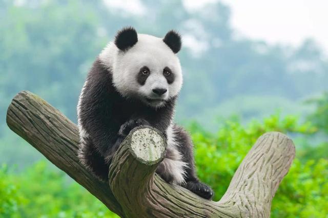 大熊猫繁衍问题克服，国宝不可能灭亡（生物繁衍）