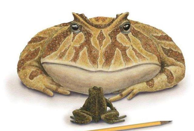 地球上最大的青蛙，有意识地给后代们筑巢而且加以保护