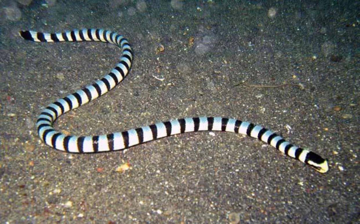 极度危险的海蛇，为啥会追着人咬（繁殖期）