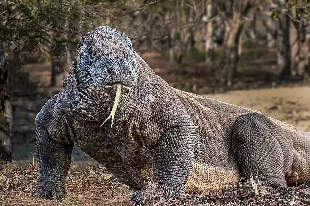 科莫多巨蜥像科幻作品一样存在，竟然是目前现有的最大蜥蜴
