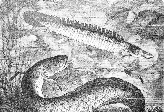 非洲肺鱼，深藏地下不吃不喝好几年，是怎么做到的？（生物演化）