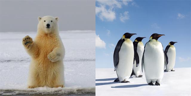 为什么只有南极有企鹅，北极为什么没有（企鹅的生存之道）