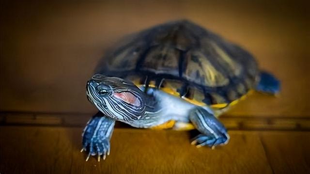 乌龟壳为何如此特殊，它是如何形成的（适应性进化）