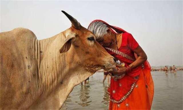 印度的昂贵神牛：每一顿都吃好喝好（活得比人都好的牛）