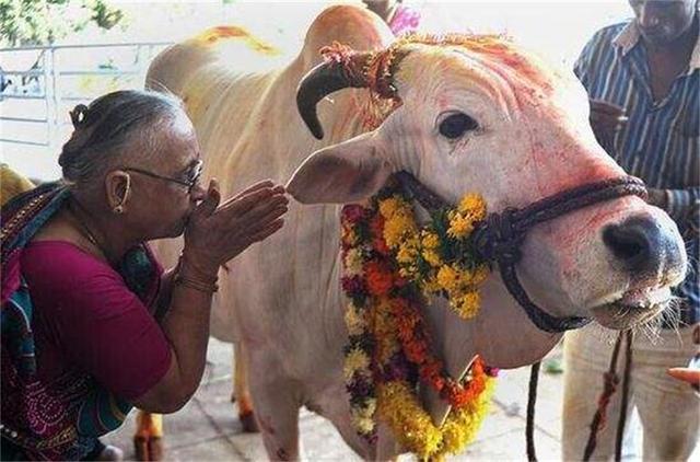 印度的昂贵神牛：每一顿都吃好喝好（活得比人都好的牛）