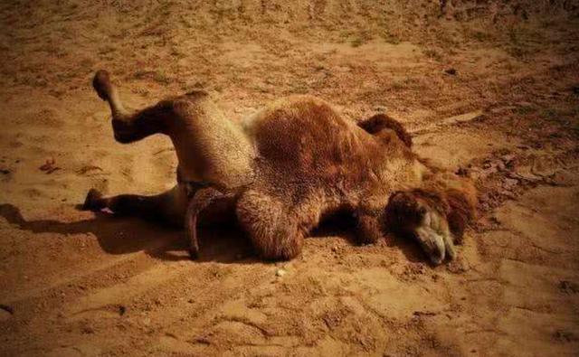 在沙漠中遇到渴死的骆驼，碰了之后会很严重吗？ （千万别碰）