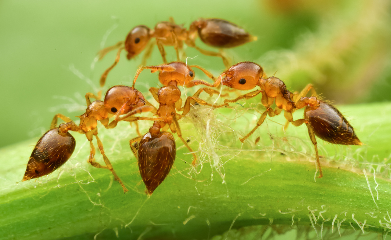 蚂蚁会在冬季消失，它们是否也要冬眠（确保安全）