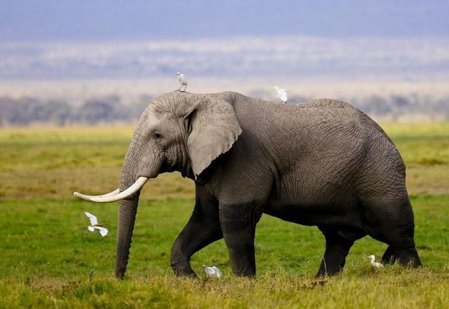 现在大象的祖先猛犸象，为什么会突然集体消失（猛犸象的消失）