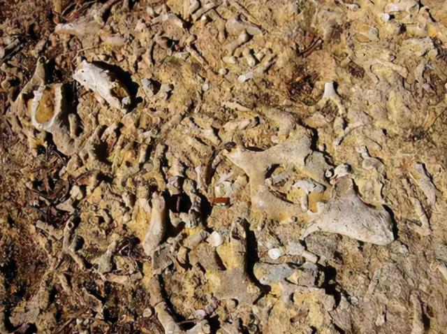发现苔藓虫化石，追溯到寒武纪，起源时间提前5千万年