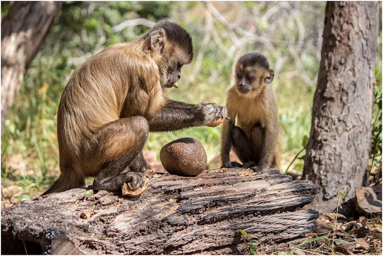 猴子出现人类行为，是否会出现第二文明（物种进化）